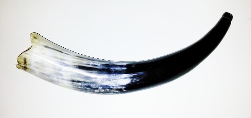 Olifant ou corne de brume en corne de zébu de 30 cm